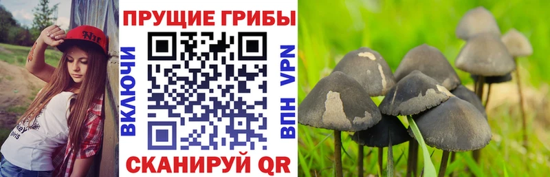 hydra ссылки  Пустошка  Галлюциногенные грибы мухоморы 